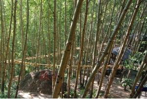 丛林穿越